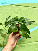 4" Monstera siltepecana