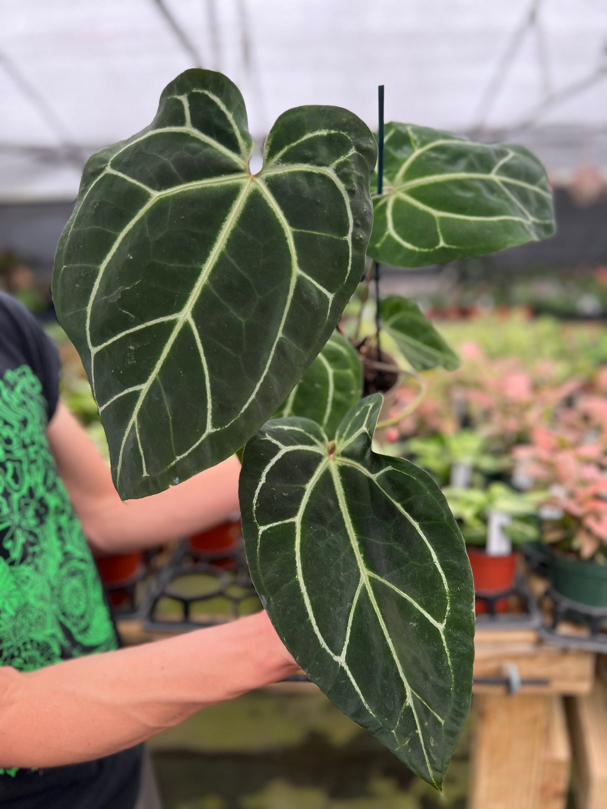 5" Anthurium Doc Block Hybrid - Black Widow® x Black Widow® (43x13) - Canopy Plant Co.