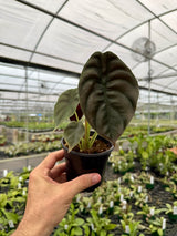 4" Alocasia cuprea 'Red Secret'