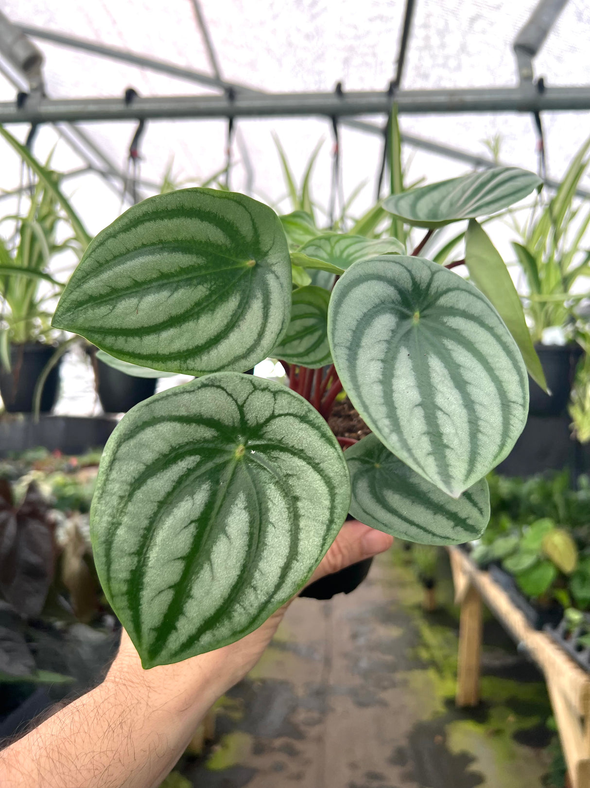 4" Peperomia Watermelon