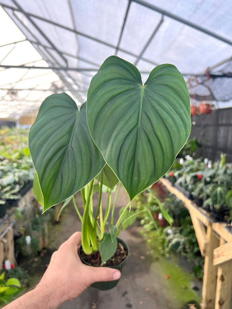 4" Philodendron peltatum