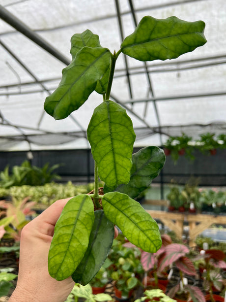 2" Hoya globulosa