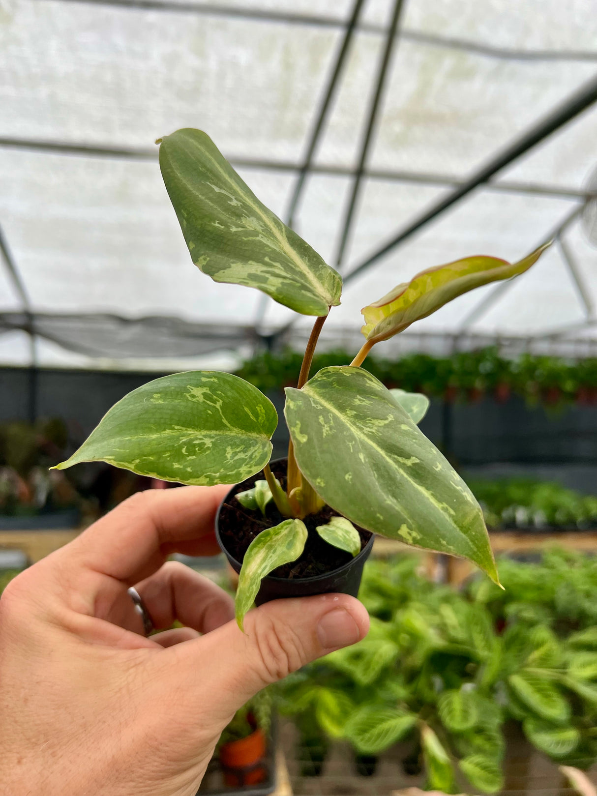 2” Philodendron gloriosum variegated 'Snow Leopard'