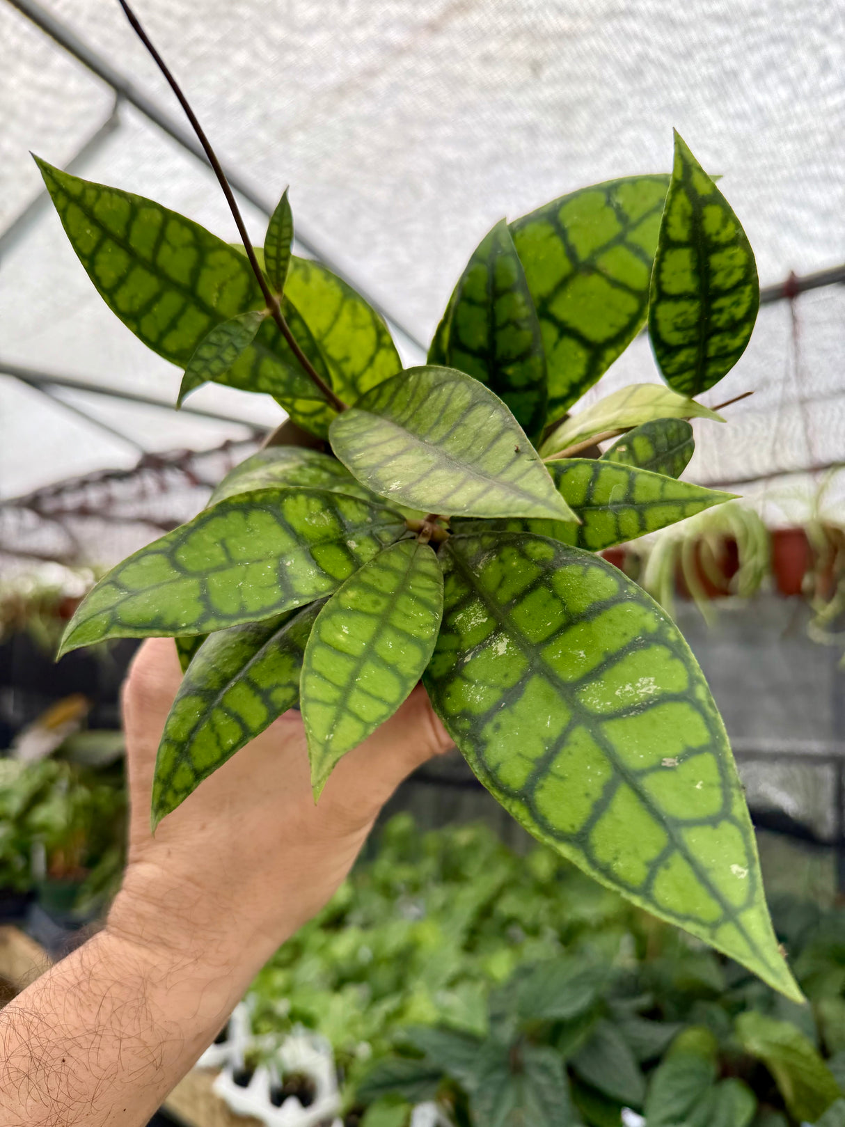 5" Hoya callistophylla 'Black Cat' - Canopy Plant Co.