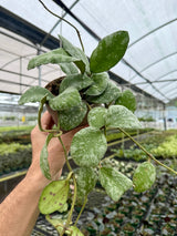 5” Hoya waymaniae 'Cloudy Sky' ('Kapuas')