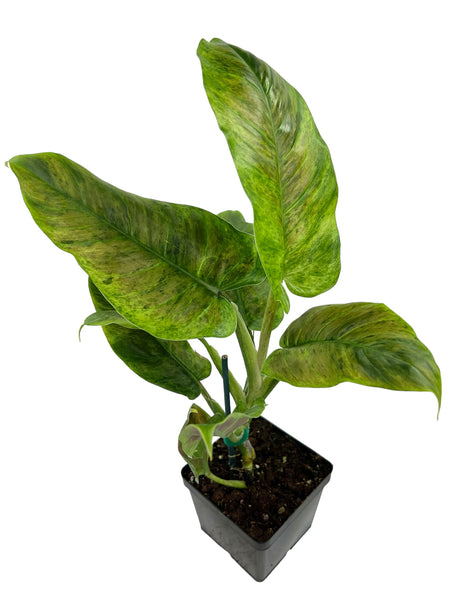 4" Philodendron subhastatum variegated