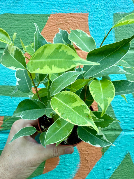 4" Ficus benjamina variegated 'Golden King' - Canopy Plant Co.