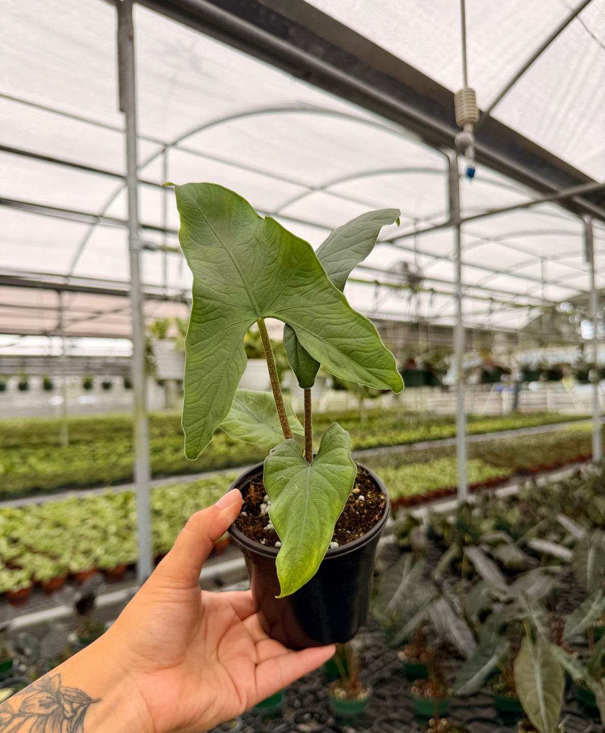4" Alocasia sp. Berau