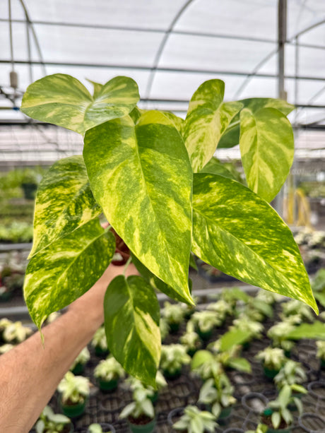 epipremnum pinnatum golden flame
