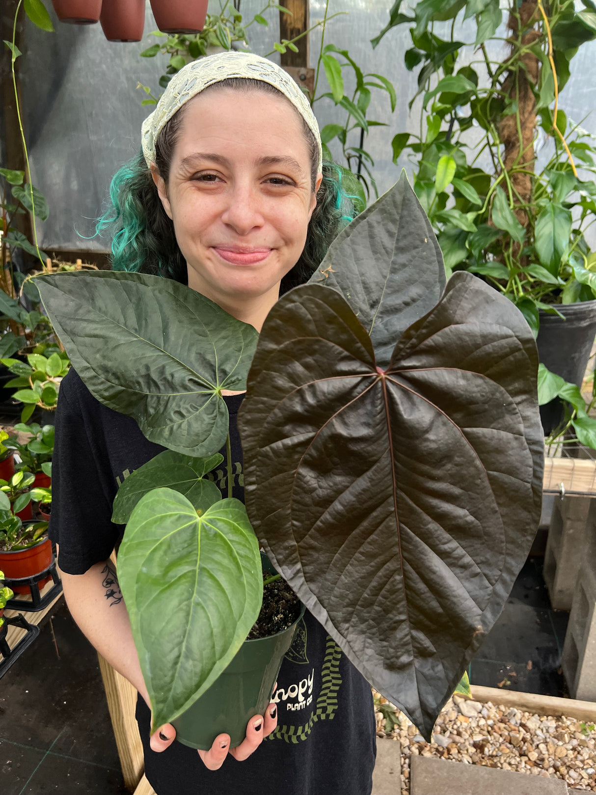 6" Anthurium Queen of Hearts