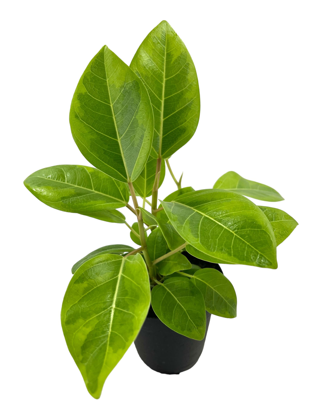 4" Ficus altissima ‘Golden Gem’