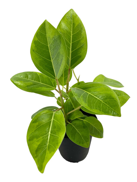 4" Ficus altissima ‘Golden Gem’