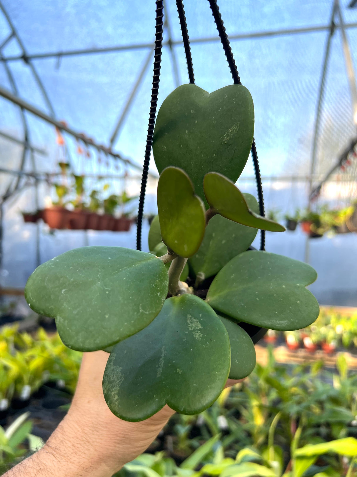 2” Hoya kerrii