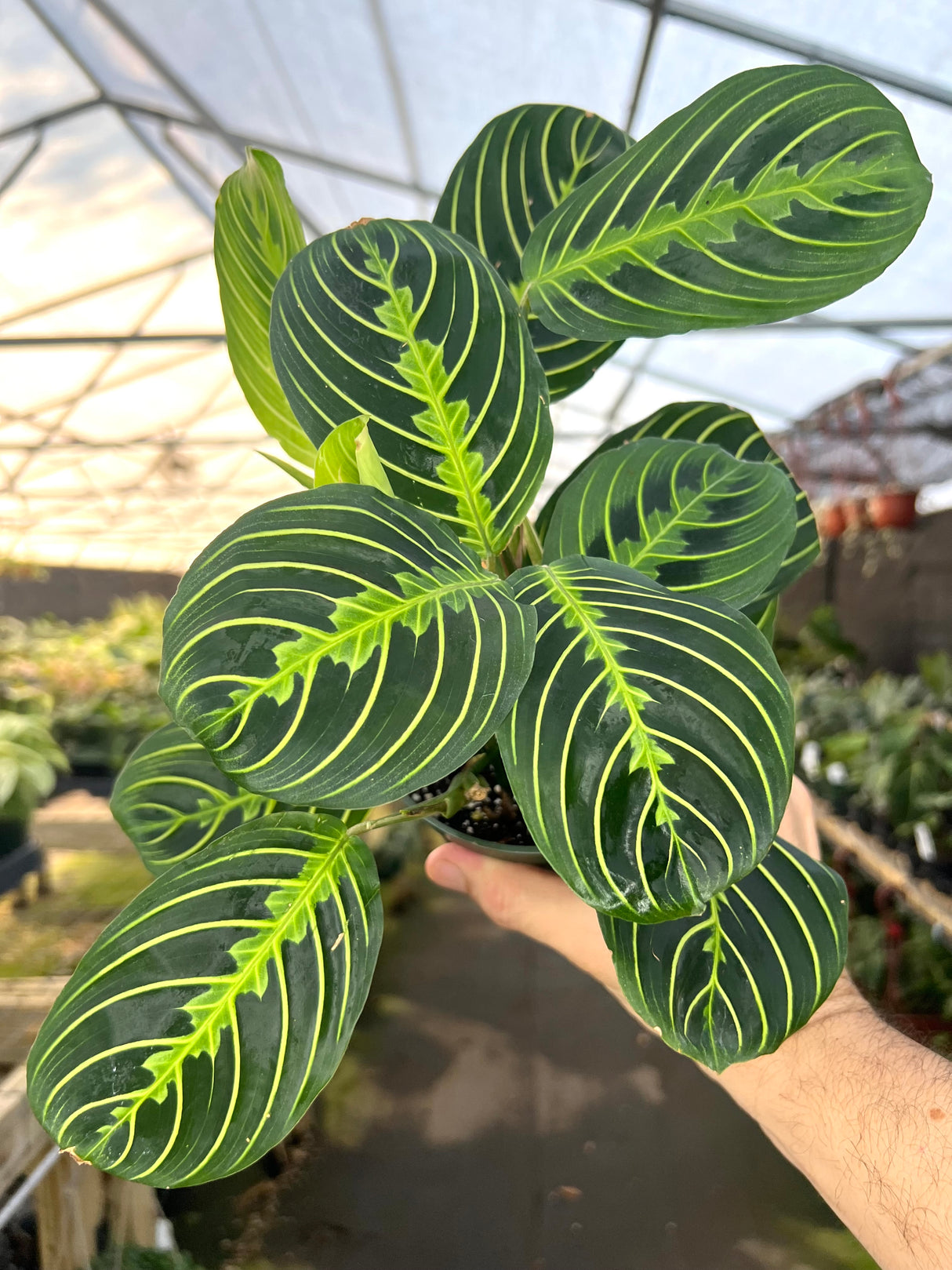 4" Maranta leuconeura 'Lemon Lime'