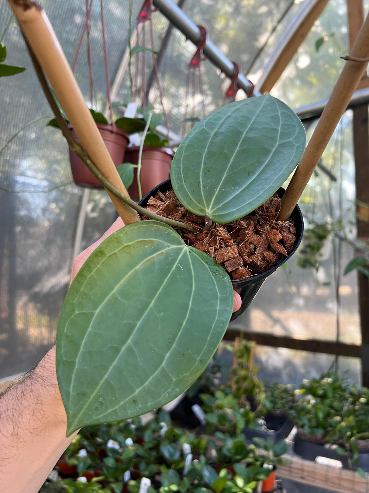 4" Hoya latifolia 'Dinner Plate'