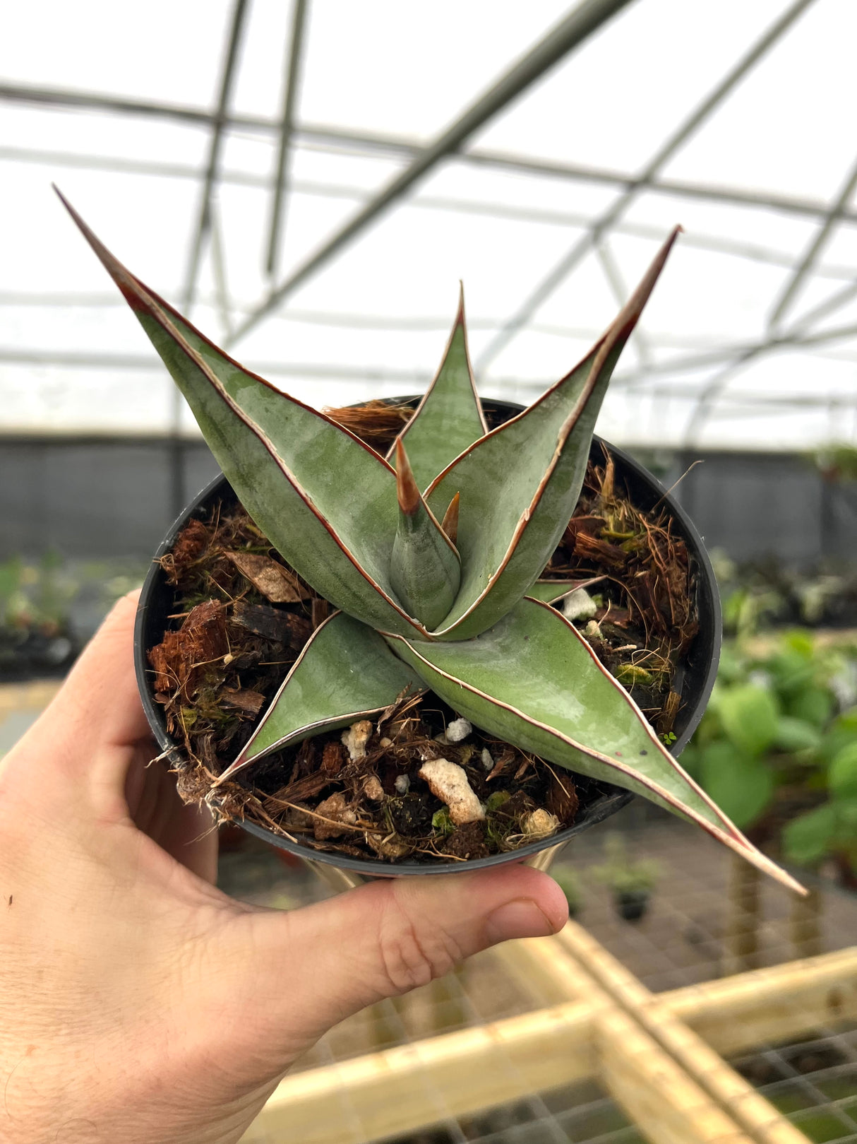 4" Sansevieria pinguicula 'Walking Sansevieria'