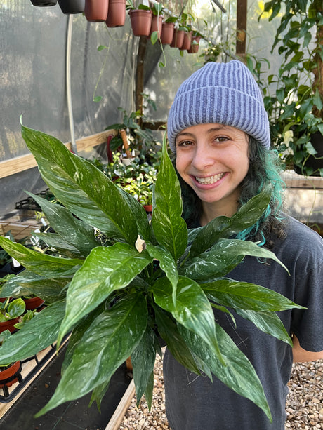 6” Variegated Peace Lily 'Domino'