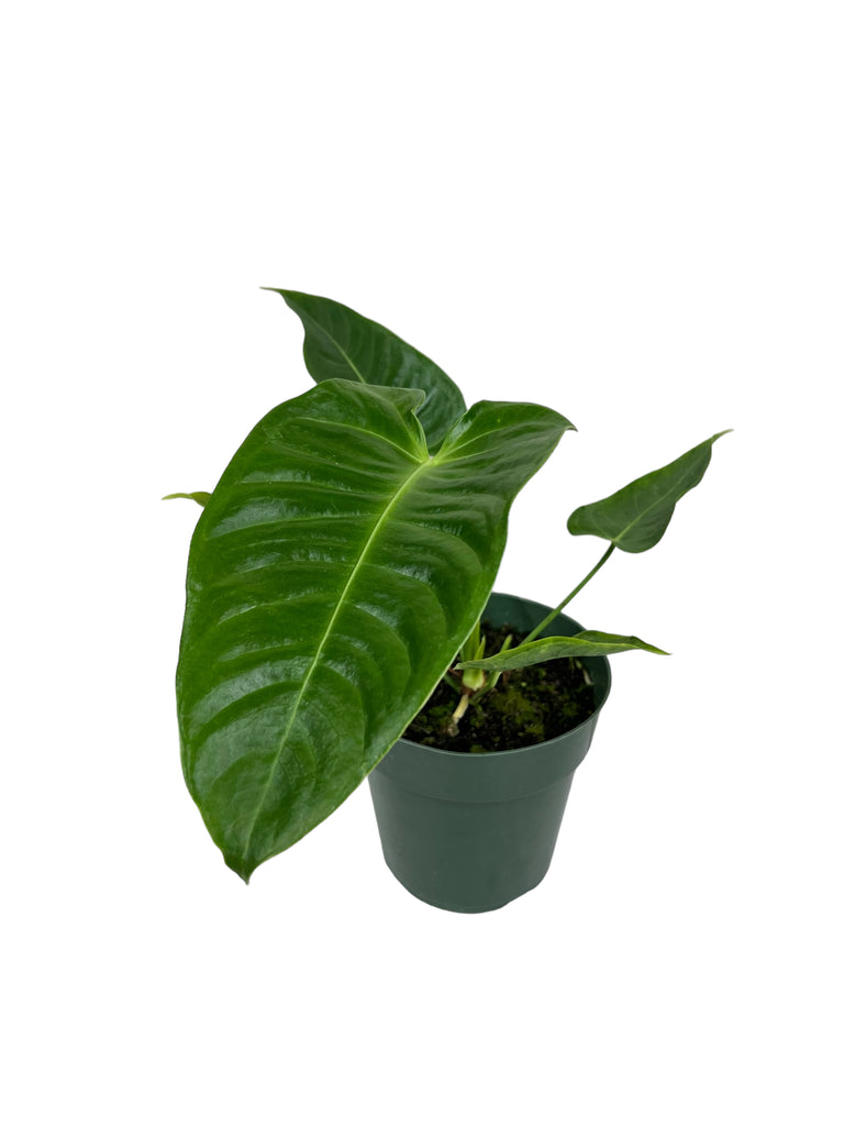 – Canopy Plant Anthurium