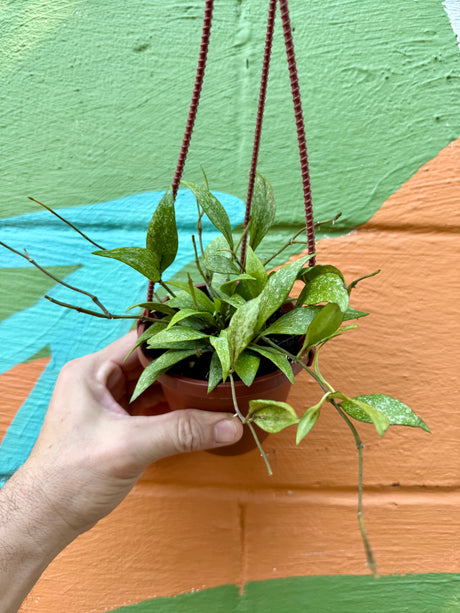 4" Hoya parviflora 'Splash' hanging basket - Canopy Plant Co.
