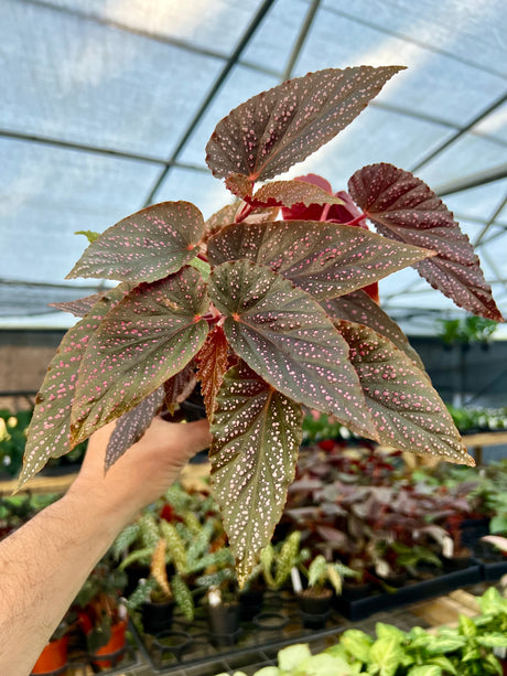 4" Begonia Pink Spot
