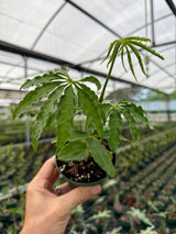 4" Anthurium polyschistum