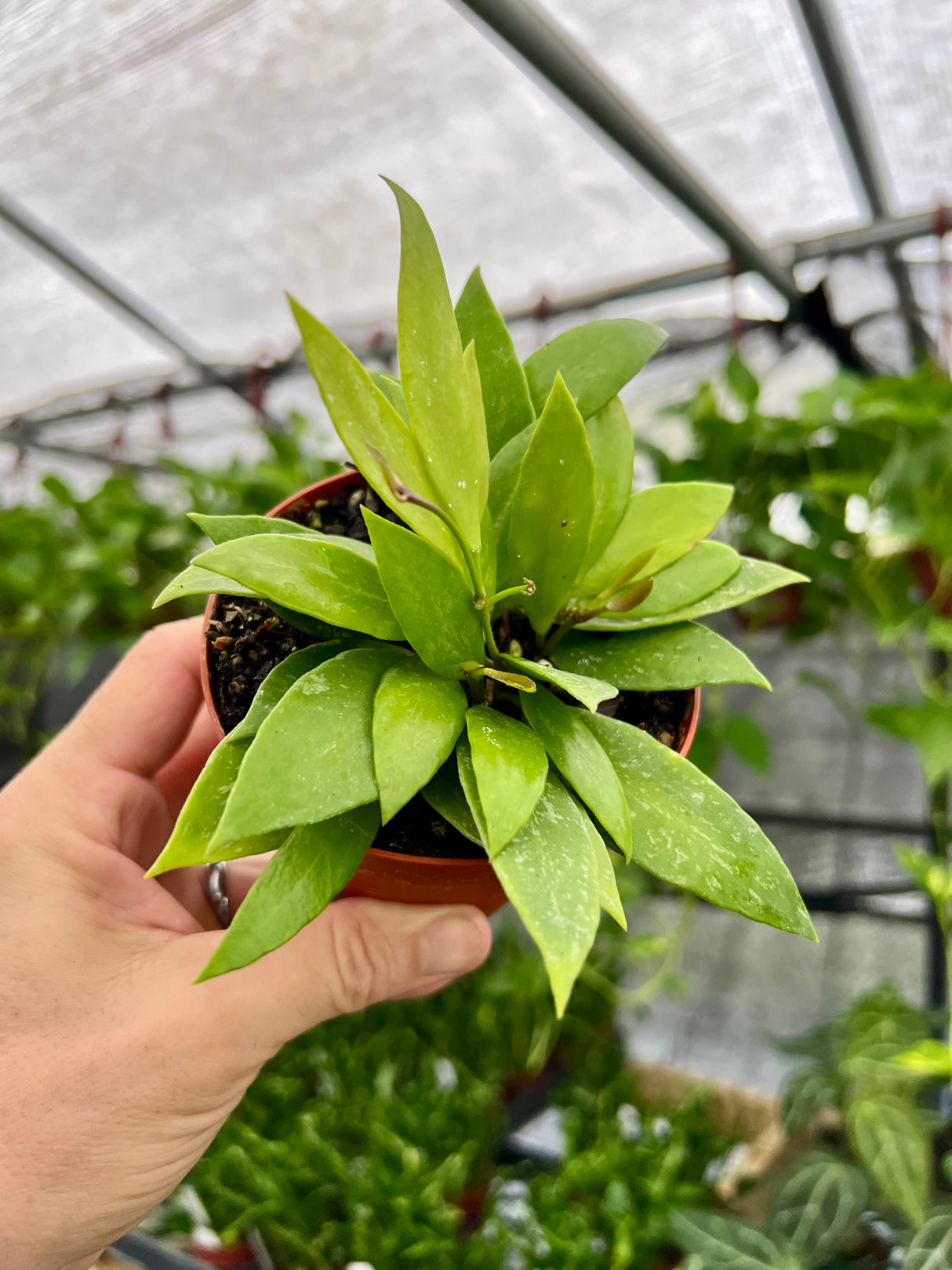 4" Hoya gracilis - Canopy Plant Co.