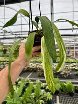 4" Anthurium vittarifolium variegated hanging basket