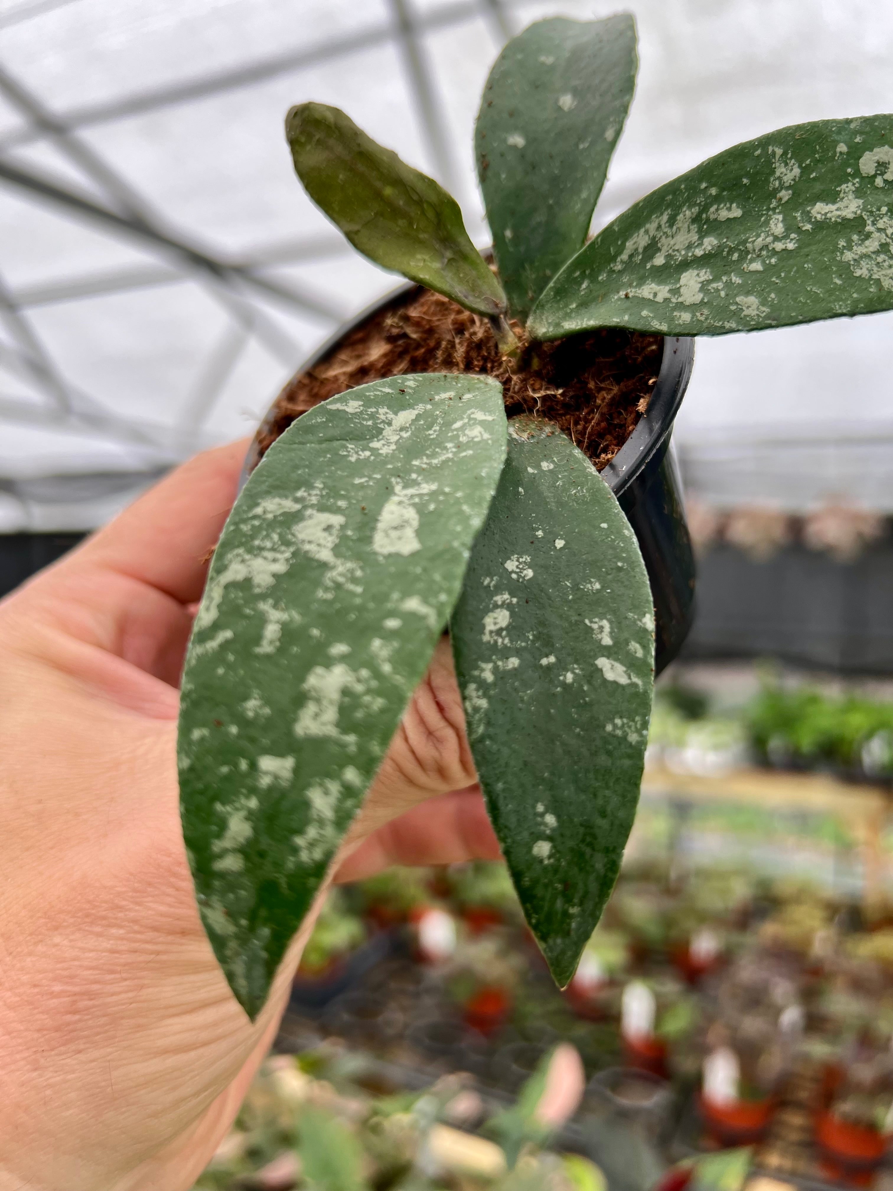 In Stock – Page 11 – Canopy Plant Co.