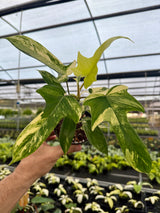 4” Philodendron ‘Florida Beauty’
