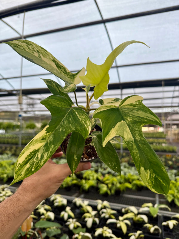 4” Philodendron ‘Florida Beauty’ - Canopy Plant Co.