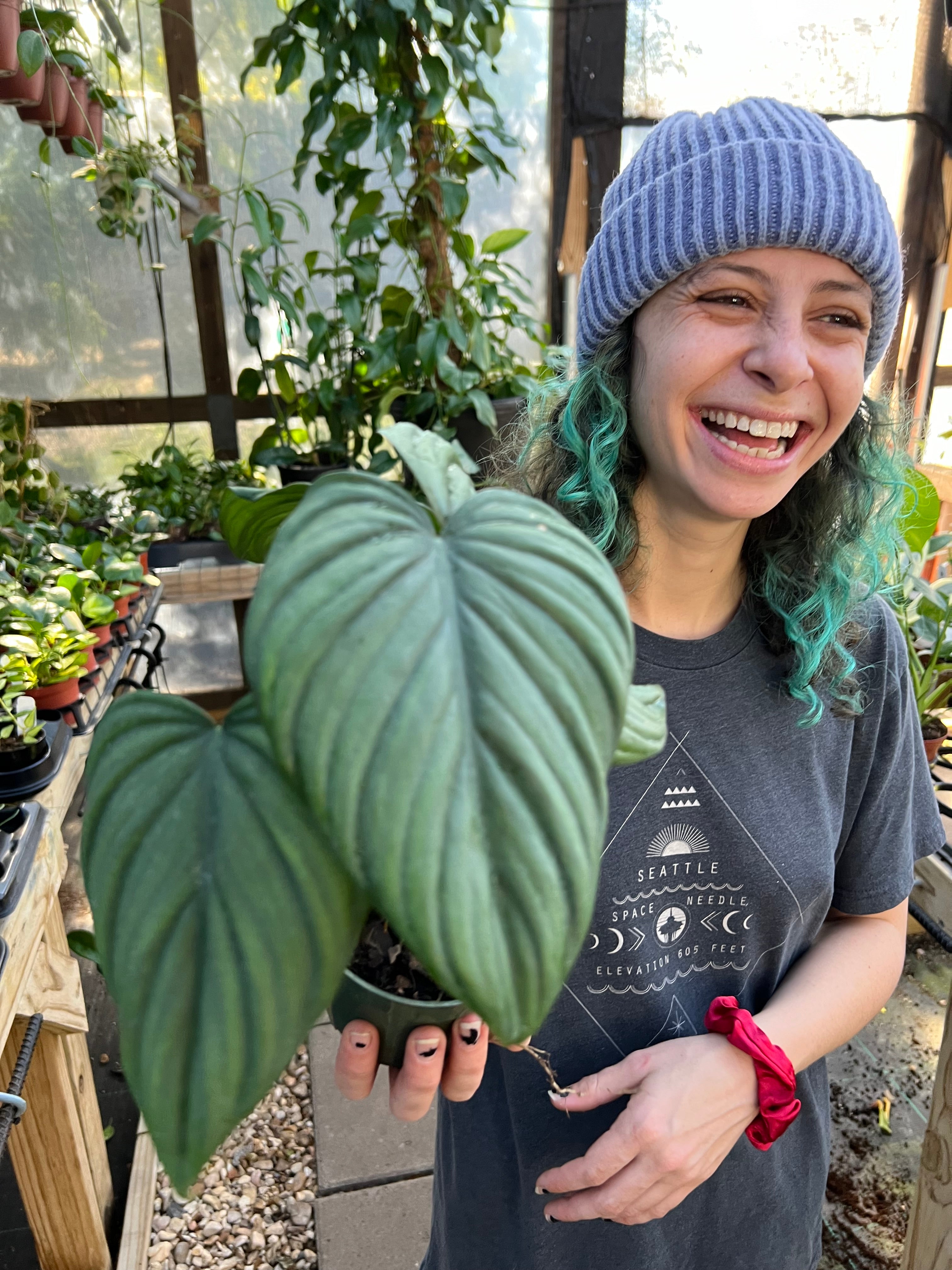 Philodendron sp. Silver, sp. Colombia, sp. Colombia Silver 4” good pot on soil (USA seller, Florida)