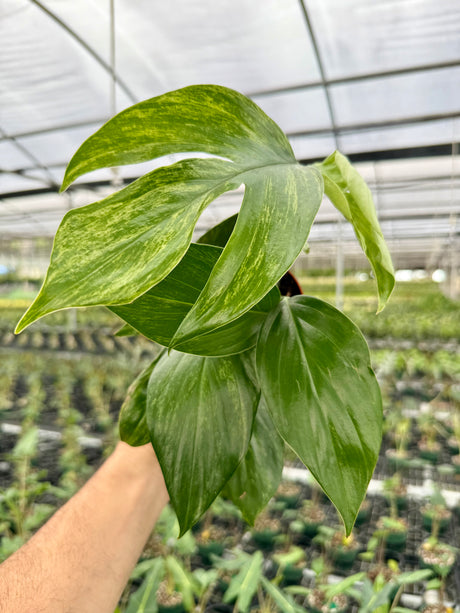 4" Rhaphidophora decursiva variegated - Canopy Plant Co.