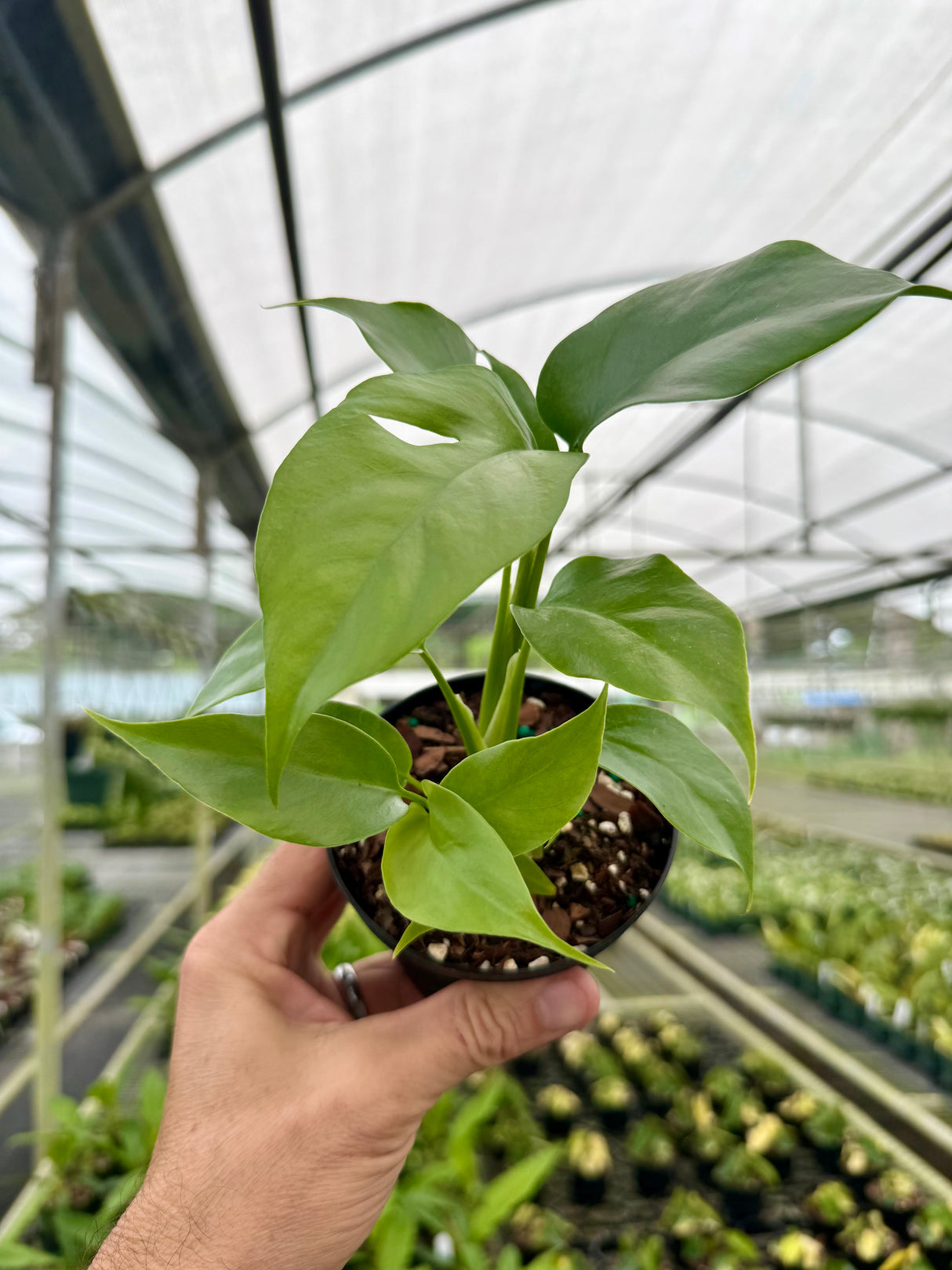 4" Rhaphidophora tetrasperma 'Mini Monstera'