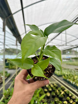 4" Rhaphidophora tetrasperma 'Mini Monstera'