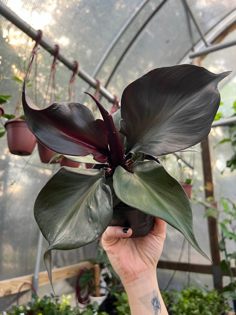 4" Philodendron Red Heart