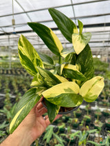 6" Monstera standleyana aurea (yellow variegated)