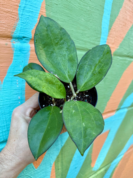 4" Hoya patcharawalai (H. icensis)