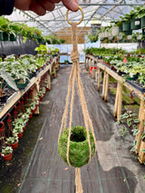 4" Kokedama ball w/ macrame hanger - Canopy Plant Co.