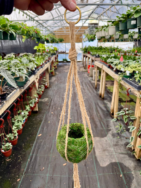 4" Kokedama ball w/ macrame hanger - Canopy Plant Co.
