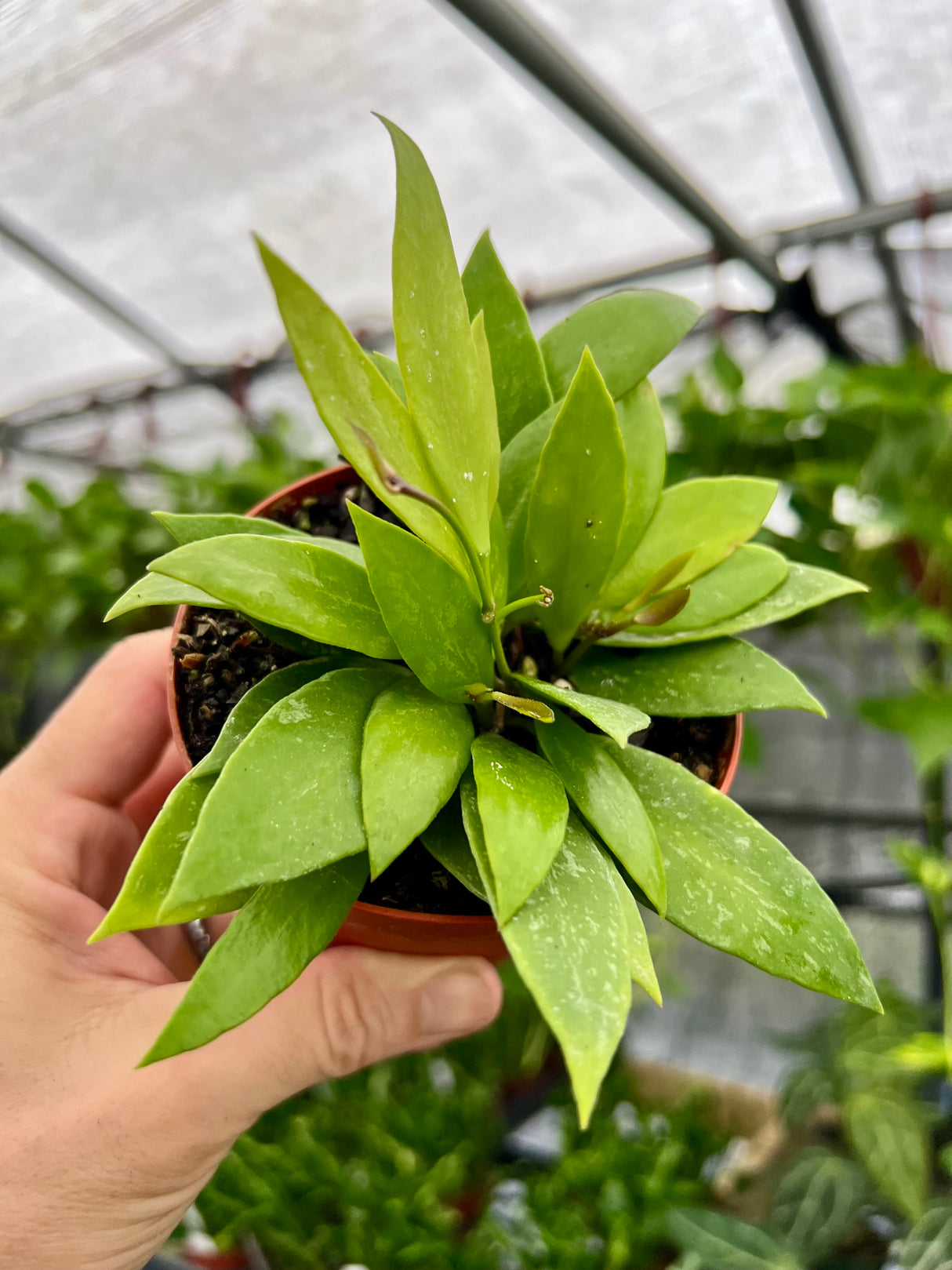 4" Hoya gracilis - Canopy Plant Co.