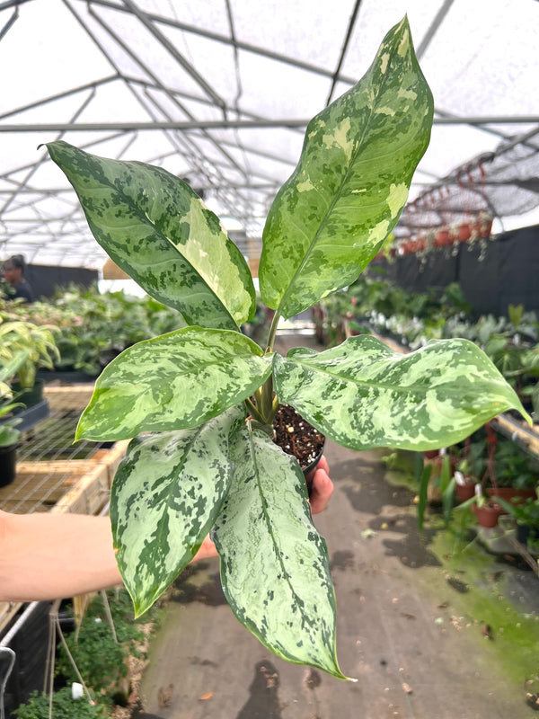 aglaonema variegated pearls 4" Aglaonema commutatum variegated