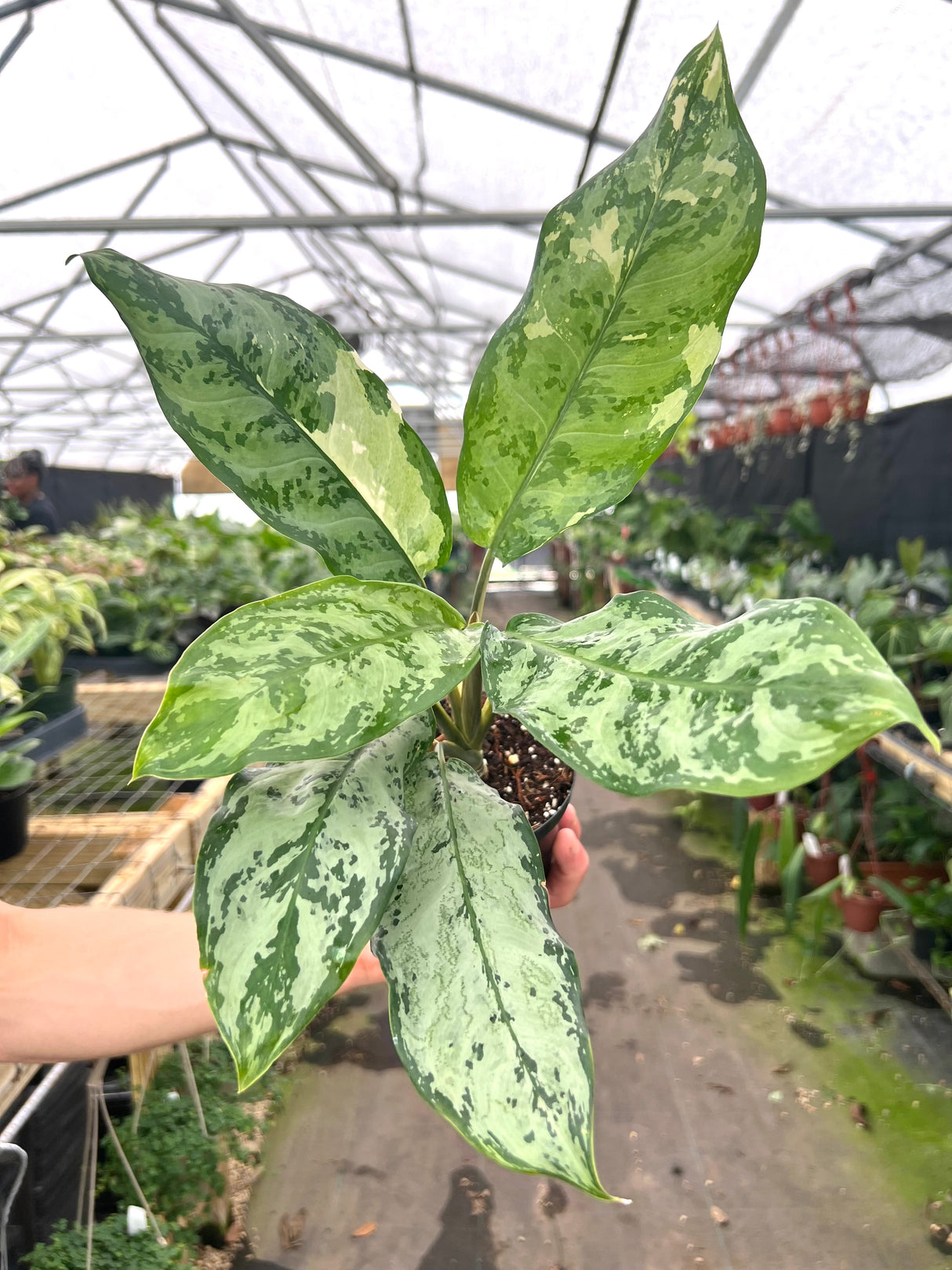 4" Aglaonema commutatum variegated