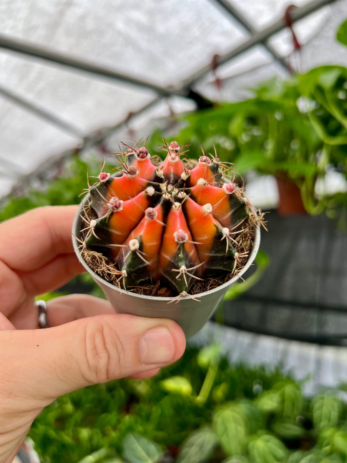 2.5" Gymnocalycium mihanovichii variegated - Canopy Plant Co.
