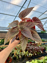 4" Begonia Pink Spot