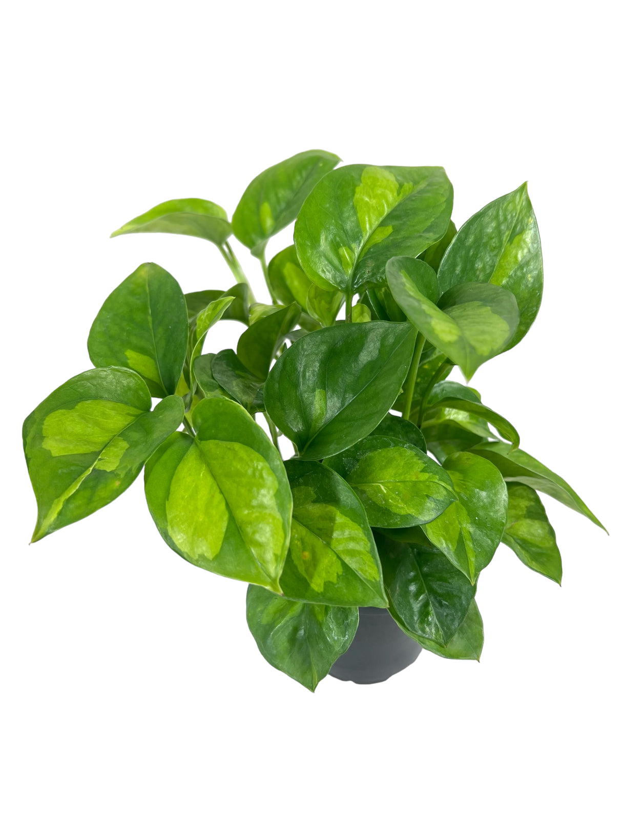 4” Pothos Global Green