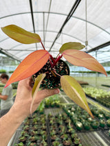 4” Philodendron 'Persimmon Princess'