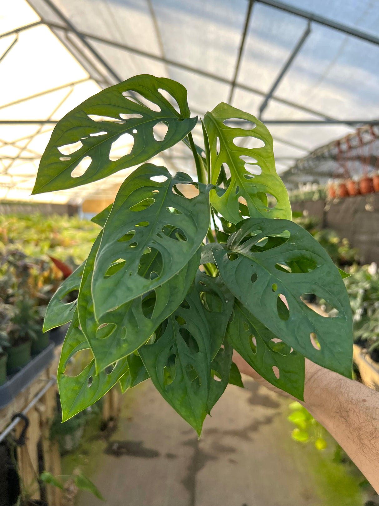 4" Monstera adansonii