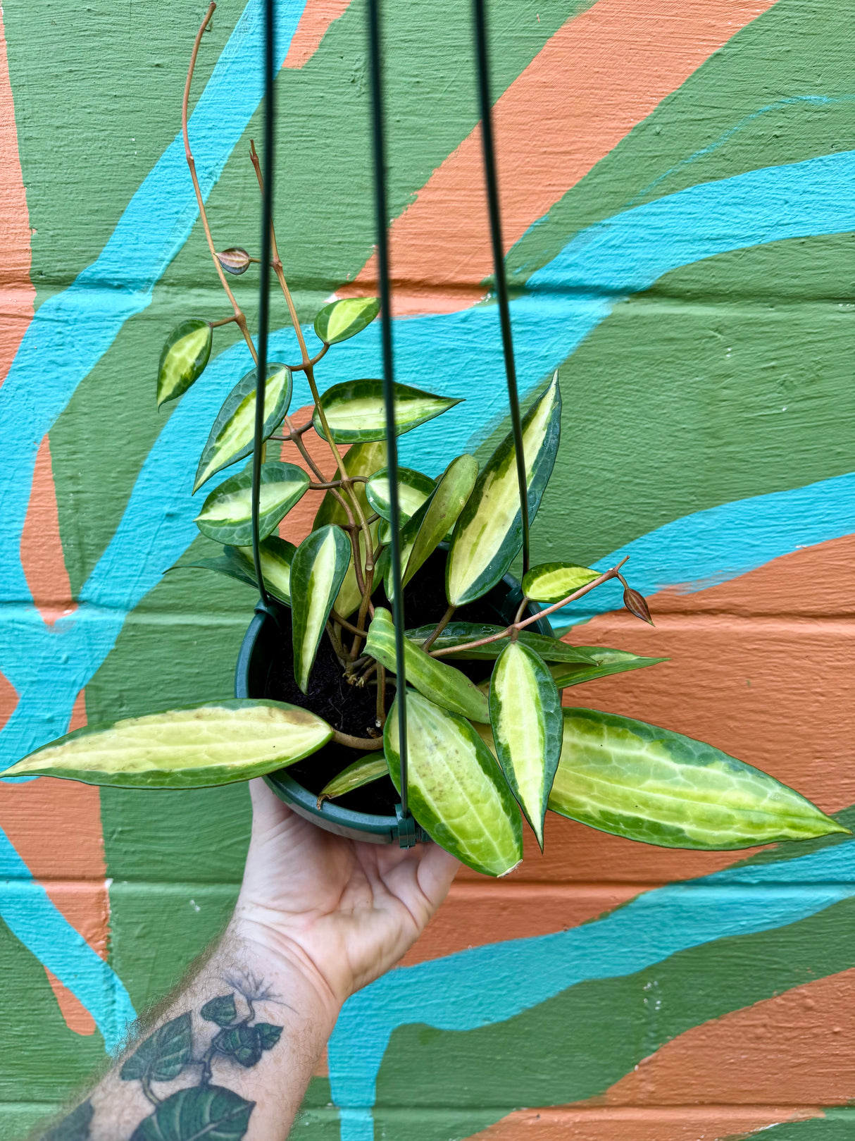 6” Hoya latifolia 'Pot of Gold' hanging basket