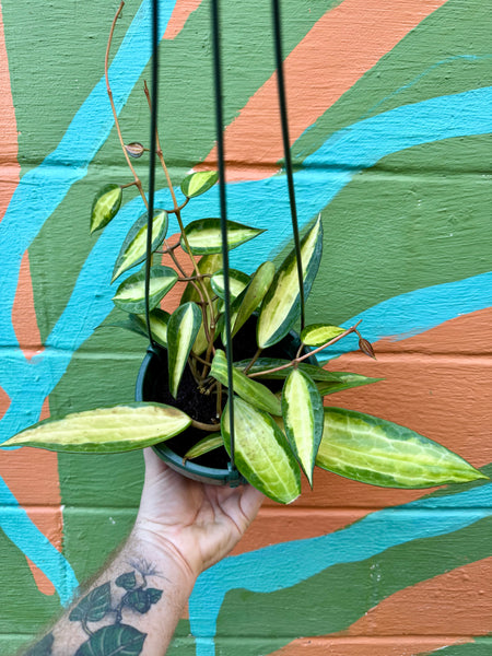 CFA7E123-86FB-4D24-9536-