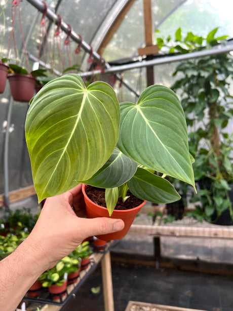 4" Philodendron Glorious (P. melanochrysum x P. gloriosum)